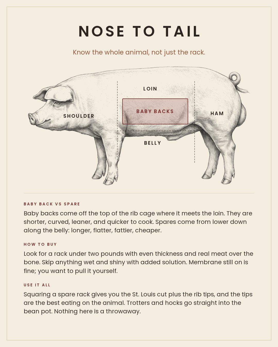 Baby Back Ribs nose to tail card