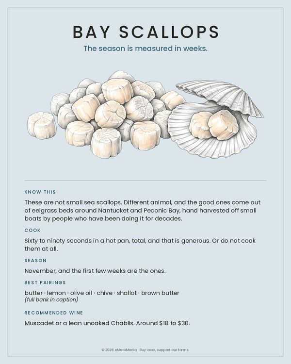 Bay Scallops card