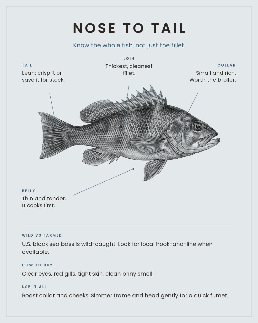 Black Sea Bass nose to tail card