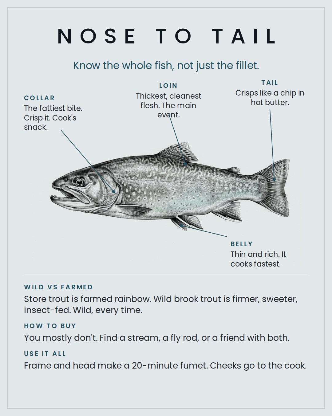 Brook Trout nose to tail card