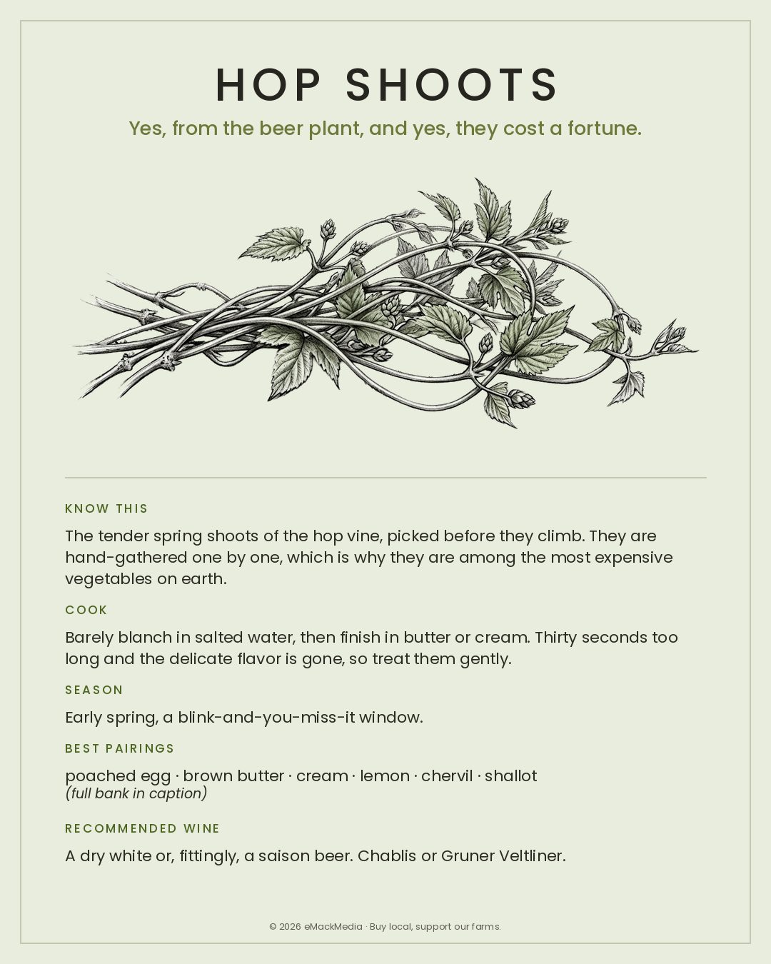MackFoodie Hop Shoots card