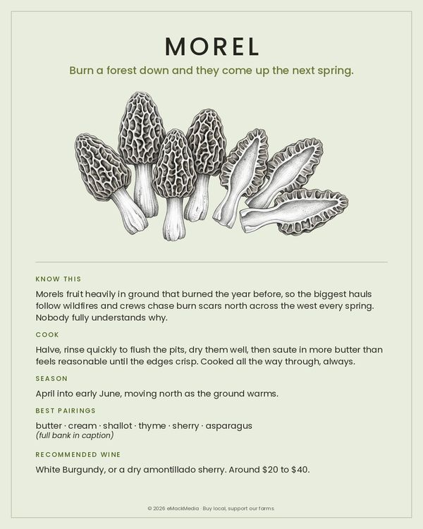 Morel card